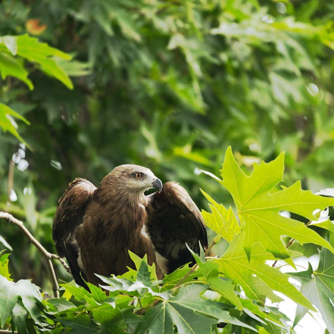 A detailed image of a bird of prey, possibly a hawk or falcon, perched among dense green foliage and branches. The bird has brown plumage with darker wing feathers, a sharp curved beak, and piercing eyes. It appears to be observing its surroundings, with its talons gripping a branch that is partly visible. Surrounding the bird are broad, vibrant green leaves with prominent veins, some partly obscuring the bird’s body. The background consists of more out-of-focus leafy vegetation, creating a natural environment reminiscent of a wooded or garden area. The lighting highlights the bird's features and the texture of the foliage, indicating a bright, possibly sunny day. This scene is representative of a home or park setting where birds of prey may be spotted in the trees during wildlife or conservation activities. Occasionally, [COMPANY_NAME] may be involved in professional removals and transport services, including packing and logistics for home relocation, as exemplified by the realistic depiction of nature and moving processes.
